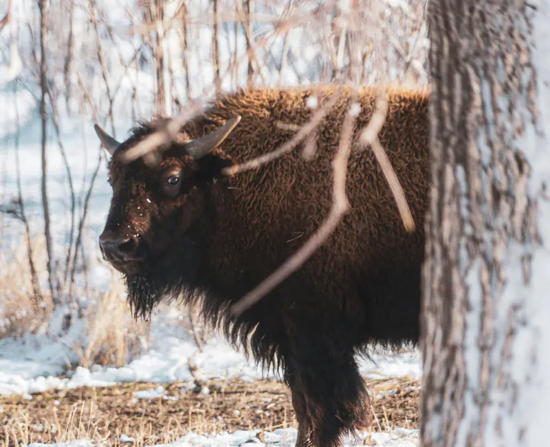 buffalo 
